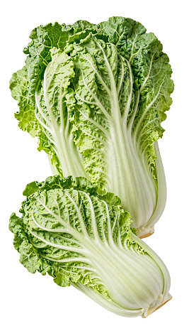 新鲜大白菜特写展示图片