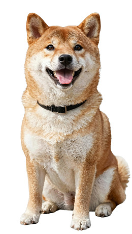 柴犬微笑坐着图片