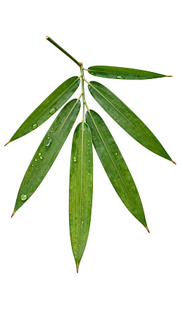 竹叶带水珠清新自然图片