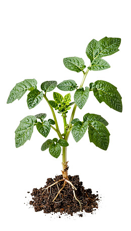 幼苗植物根系清晰可见
