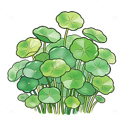 春季铜钱草植物元素立夏谷雨
