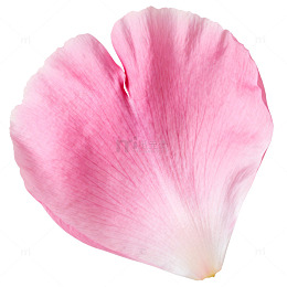 粉色花瓣特写素材
