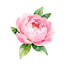 水彩粉色芍药花插画