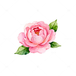 水彩粉色玫瑰插画素材