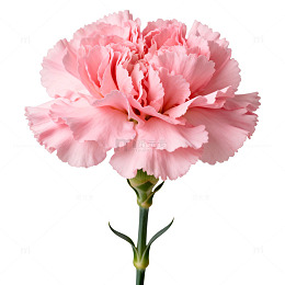 粉色康乃馨特写花朵