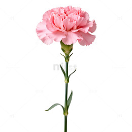 粉色康乃馨特写