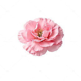 粉色康乃馨特写图片