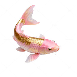 锦鲤粉金色观赏鱼片