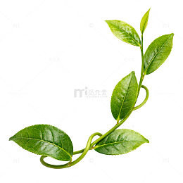 清新绿色植物插画