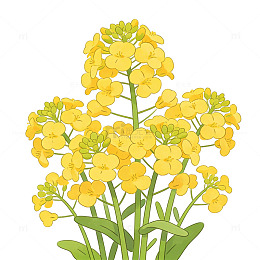 油菜花卡通插画设计素材
