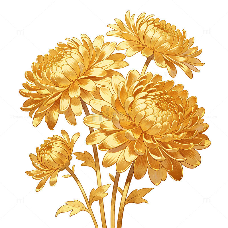 金色菊花装饰画插画