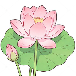 卡通荷花荷叶插画素材
