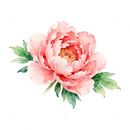 粉色芍药花卉插画设计素材