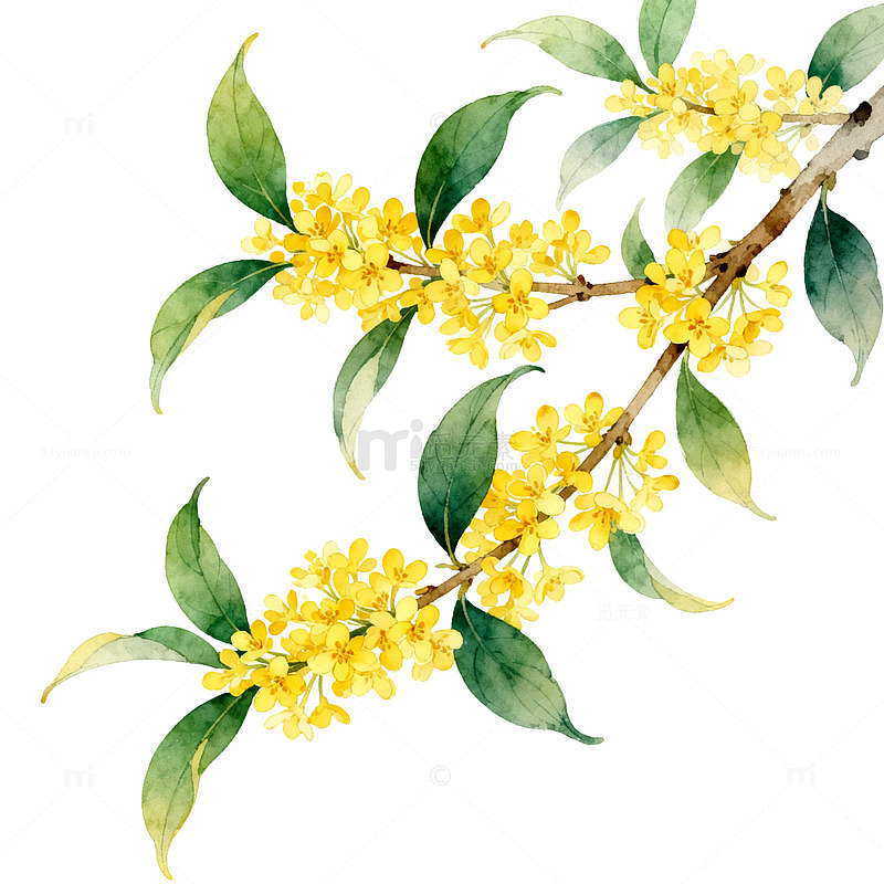 桂花水墨画手绘插画