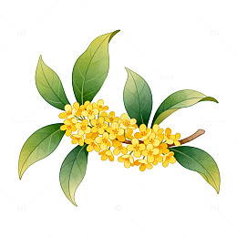桂花插画风格花卉设计素材