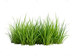 绿草3D模型植物