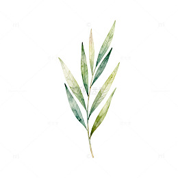 简约水彩植物插画