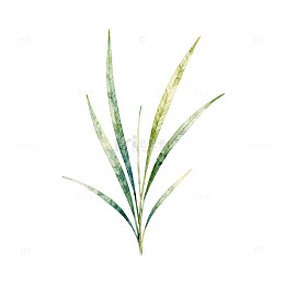 水彩绿植简约插画