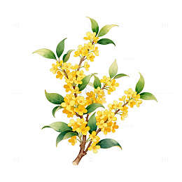 桂花手绘插画
