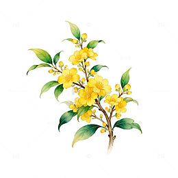 水彩画桂花枝条装饰图案