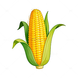 卡通玉米插图