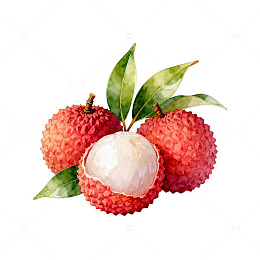 水彩荔枝水果插画设计素材