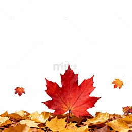 秋城枫叶美景合成图