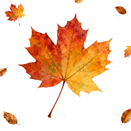 秋枫落叶水彩画设计素材