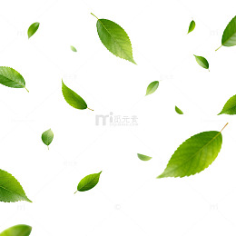 飘落绿叶清新自然