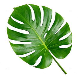 热带风绿色植物叶片插图