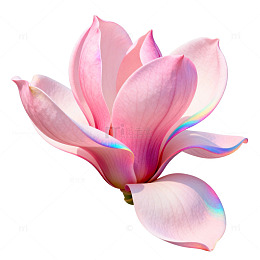 玉兰花粉嫩花开图案