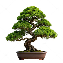 盆景艺术树木盆栽