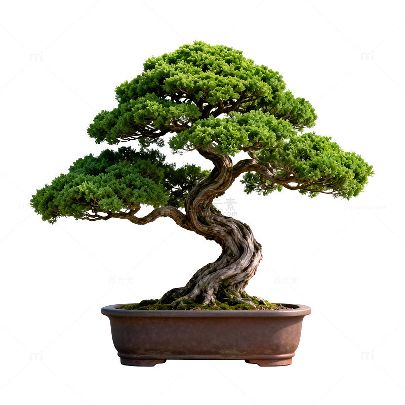 盆景艺术造型优美