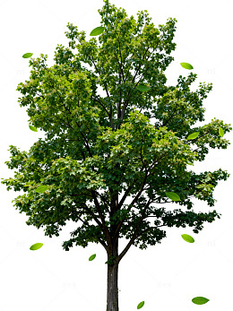 绿树图自然风景片