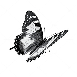 黑白蝴蝶艺术插画