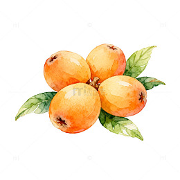 水彩枇杷果实插画设计素材
