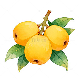 枇杷水果插画设计素材