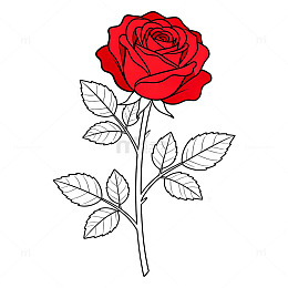 简约线条玫瑰花插画