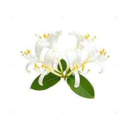 清新百合花插画设计素材