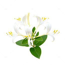 清新白花香花插画素材