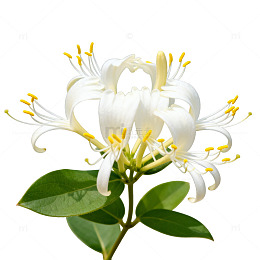 清新茉莉花写真图片