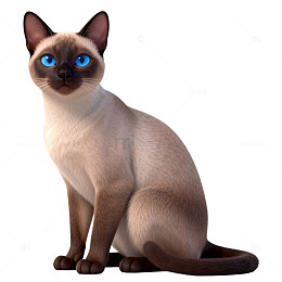3D动画暹罗猫模型
