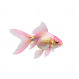 粉色金鱼特写片