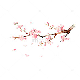 水彩樱花枝条插画