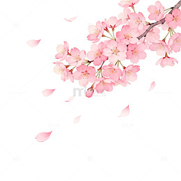 樱花盛开手绘插画