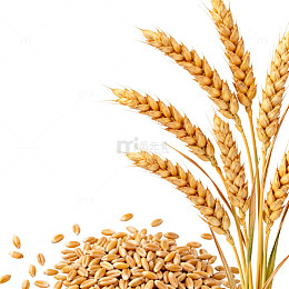 麦穗与小麦籽实物图