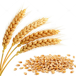 金黄小麦穗与颗粒素材