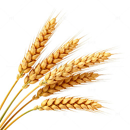 金黄小麦穗特写素材