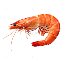 鲜艳虾类插画海鲜美食