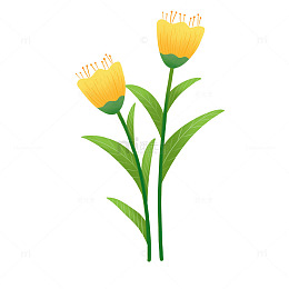 郁金香黄色春天手绘植物扁平风